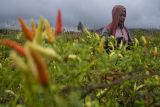 Produksi cabai rawit Sulteng surplus 4.909 ton