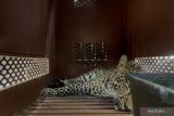 Macan tutul masuk hotel Bandung, polisi butuh waktu 3 jam untuk evaluasi