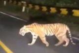 Polsek Semaka sebut video viral warga dimangsa harimau di Tanggamus hoaks