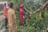 Damkarmat Lampung Selatan evakuasi pohon tumbang di Jalan Lintas Sumatera