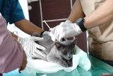 Petugas kesehatan hewan menginjeksikan vaksin rabies ke seekor kucing peliharaan warga di Puskeswan Kedungwaru, Tulungagung, Jawa Timur, Rabu (8/10/2025). Pemberian vaksinasi gratis dalam rangka memperingati Hari rabies se-Dunia itu bertujuan sebagai pencegahan penyebaran virus rabies pada hewan peliharaan seperti kucing, anjing dan monyet. Antara Jatim/Destyan Sujarwoko/um