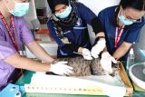 Petugas kesehatan hewan menginjeksikan vaksin rabies ke seekor kucing peliharaan warga di Puskeswan Kedungwaru, Tulungagung, Jawa Timur, Rabu (8/10/2025). Pemberian vaksinasi gratis dalam rangka memperingati Hari rabies se-Dunia itu bertujuan sebagai pencegahan penyebaran virus rabies pada hewan peliharaan seperti kucing, anjing dan monyet. ANTARA Jatim/Destyan Sujarwoko/mas.