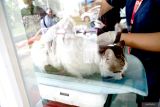 Petugas kesehatan hewan menimbang bobot seekor kucing sebelium diberikan vaksin rabies di Puskeswan Kedungwaru, Tulungagung, Jawa Timur, Rabu (8/10/2025). Pemberian vaksinasi gratis dalam rangka memperingati Hari rabies se-Dunia itu bertujuan sebagai pencegahan penyebaran virus rabies pada hewan peliharaan seperti kucing, anjing dan monyet. ANTARA Jatim/Destyan Sujarwoko/mas.