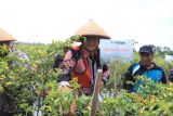 Masyarakat Banyurejo panen cabai-semangka program BKK Dana Keistimewaan DIY