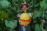 Petani memperlihatkan melon jenis sweet lavender di rumah tanaman atau greenhouse, Desa Pulo, Kecamatan Tempeh, Lumajang, Jawa Timur, Kamis (9/10/2025). Lahan seluas 2x200 meter persegi lantai dua rumahnya yang sebelumnya digunakan sebagai gudang itu kini dimanfaatkan untuk budi daya melon dengan sistem hidroponik beririgasi tetes (vertigasi) yang mampu menghasilkan sekitar satu ton buah per musim panen dan dijual seharga Rp25 ribu per kilogram. ANTARA Jatim/Irfan Sumanjaya/mas.
