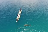 Bayi dugong terekam di Pantai Mali NTT