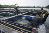 Anggota Kelompok Pembudi daya Ikan (Pokdakan) Kampung Wisata Keramba 22 memanen ikan patin di Danau Garden City, Periuk, Kota Tangerang, Banten, Jumat (10/10/2025). Pokdakan setempat memanfaatkan danau seluas 4,5 hektare untuk budi daya ikan air tawar seperti patin, nila, lele dan gurame dengan menggunakan sistem keramba yang mampu menghasilkan ikan sebanyak dua hingga tiga ton dalam sebulan. ANTARA FOTO/Putra M. Akbar/gp