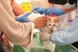 Dokter hewan menyuntikkan vaksin rabies pada seekor kucing milik warga di Balai Besar Veteriner Farma (BBVF) Pusvetma, Surabaya, Jawa Timur, Sabtu (11/10/2025). Balai Besar Veteriner Farma (BBVF) Pusvetma menggelar vaksinasi rabies gratis untuk anjing dan kucing peliharaan warga dengan menyediakan 250 dosis vaksin rabies sebagai upaya memberikan kekebalan kepada hewan yang divaksin rabies sekaligus melindungi masyarakat khususnya pemiliknya dari penularan penyakit rabies. ANTARA Jatim/Didik Suhartono/mas.