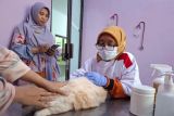 Pemkot Bandarlampung catat 150 ekor hewan telah disuntik rabies di 2025
