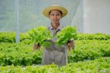 Petani milenial memperlihatkan  hasil panen selada air sistem hidroponik di Desa Curahpetung, Kedungjajang, Lumajang, Jawa Timur, Minggu (12/10/2025). Berdasarkan keterangan petani, sejak hadirnya program Makan Bergizi Gratis (MBG) permintaan selada air dari petani lokal yang dijual dengan harga Rp25 ribu hingga Rp30 ribu per kilogram tersebut meningkat dua kali lipat dari sekitar 50 kilogram menjadi 100 kilogram per minggu untuk pasokan dapur Satuan Pelayanan Pemenuhan Gizi (SPPG) di kawasan itu. ANTARA Jatim/Irfan Sumanjaya/mas.