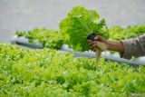 Petani milenial memanen selada air sistem hidroponik di Desa Curahpetung, Kedungjajang, Lumajang, Jawa Timur, Minggu (12/10/2025). Berdasarkan keterangan petani, sejak hadirnya program Makan Bergizi Gratis (MBG) permintaan selada air dari petani lokal yang dijual dengan harga Rp25 ribu hingga Rp30 ribu per kilogram tersebut meningkat dua kali lipat dari sekitar 50 kilogram menjadi 100 kilogram per minggu untuk pasokan dapur Satuan Pelayanan Pemenuhan Gizi (SPPG) di kawasan itu. ANTARA Jatim/Irfan Sumanjaya/mas.