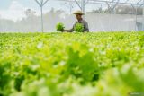 Petani milenial memperlihatkan selada air hasil panen sistem hidroponik di Desa Curahpetung, Kedungjajang, Lumajang, Jawa Timur, Minggu (12/10/2025). Berdasarkan keterangan petani, sejak hadirnya program Makan Bergizi Gratis (MBG) permintaan selada air dari petani lokal yang dijual dengan harga Rp25 ribu hingga Rp30 ribu per kilogram tersebut meningkat dua kali lipat dari sekitar 50 kilogram menjadi 100 kilogram per minggu untuk pasokan dapur Satuan Pelayanan Pemenuhan Gizi (SPPG) di kawasan itu. ANTARA Jatim/Irfan Sumanjaya/mas.