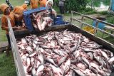 Petani memanen ikan patin di sentra budidaya ikan patin di Desa Junjung, Tulungagung, Jawa Timur, Senin (13/10/2025). Petani atau pembudidaya saat ini lebih menyukai usaha minapolitan ikan konsumsi berbasis kemitraan dengan perusahaan besar untuk meminimalkan risiko kerugian akibat biaya produksi yang tinggi sekaligus mendapat kepastian harga jual ikan yang lebih stabil dibanding harga pasar yang cenderung fluktuatif. Antara Jatim/Destyan Sujarwoko/um