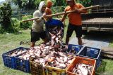 Petani memanen ikan patin di sentra budidaya ikan patin di Desa Junjung, Tulungagung, Jawa Timur, Senin (13/10/2025). Petani atau pembudidaya saat ini lebih menyukai usaha minapolitan ikan konsumsi berbasis kemitraan dengan perusahaan besar untuk meminimalkan risiko kerugian akibat biaya produksi yang tinggi sekaligus mendapat kepastian harga jual ikan yang lebih stabil dibanding harga pasar yang cenderung fluktuatif. Antara Jatim/Destyan Sujarwoko/um
