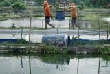 Petani memanen ikan patin di sentra budidaya ikan patin di Desa Junjung, Tulungagung, Jawa Timur, Senin (13/10/2025). Petani atau pembudidaya saat ini lebih menyukai usaha minapolitan ikan konsumsi berbasis kemitraan dengan perusahaan besar untuk meminimalkan risiko kerugian akibat biaya produksi yang tinggi sekaligus mendapat kepastian harga jual ikan yang lebih stabil dibanding harga pasar yang cenderung fluktuatif. Antara Jatim/Destyan Sujarwoko/um