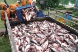 Pemkab Banyuasin target pertahankan penghasil ikan patin terbesar di Sumsel
