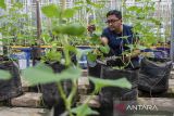 Petani mengecek kondisi tanaman melon melalui gawainya di Umah Tani Agriculture, Kota Serang, Banten, Senin (13/10/2025). Warga setempat mengembangkan program sistem pertanian terpadu atau integrated farming system meliputi pengolahan pupuk dari kotoran ikan nila yang terintegrasi dengan budidaya tanaman cabai, melon, kangkung dan pakcoy dengan memanfaatkan lahan pekarangan rumah serta menjadi produsen kebutuhan sayur maupun ikan bagi hotel maupun restoran di kawasan tersebut. ANTARA FOTO/Muhammad Bagus Khoirunas/gp