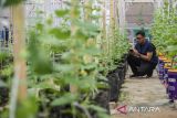 Petani mengecek kelembaban tanaman melon melalui gawainya di Umah Tani Agriculture, Kota Serang, Banten, Senin (13/10/2025). Warga setempat mengembangkan program sistem pertanian terpadu atau integrated farming system meliputi pengolahan pupuk dari kotoran ikan nila yang terintegrasi dengan budidaya tanaman cabai, melon, kangkung dan pakcoy dengan memanfaatkan lahan pekarangan rumah serta menjadi produsen kebutuhan sayur maupun ikan bagi hotel maupun restoran di kawasan tersebut. ANTARA FOTO/Muhammad Bagus Khoirunas/gp