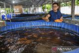 Petani memberi pakan bagi ikan nila di Umah Tani Agriculture, Kota Serang, Banten, Senin (13/10/2025). Warga setempat mengembangkan program sistem pertanian terpadu atau integrated farming system meliputi pengolahan pupuk dari kotoran ikan nila yang terintegrasi dengan budidaya tanaman cabai, melon, kangkung dan pakcoy dengan memanfaatkan lahan pekarangan rumah serta menjadi produsen kebutuhan sayur maupun ikan bagi hotel maupun restoran di kawasan tersebut. ANTARA FOTO/Muhammad Bagus Khoirunas/gp