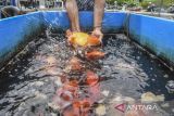 Pekerja memisahkan ikan mas koki (Carassius auratus) di Quality Goldfish Farm, Tangerang Selatan, Banten, Senin (13/10/2025). Ikan hias mas koki jenis ranchu, oranda, dan ryukin di tempat tersebut dijual seharga Rp100 ribu hingga Rp10 juta per ekor dan dipasarkan keberbagai daerah sampai menembus pasar ekspor ke Korea Selatan, Peru, India, Australia, Sri Langka, Turki, Rusia dan Dubai dengan omnset per tahun sebesar Rp4,4 miliar. ANTARA FOTO/Galih Pradipta/gp