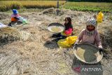 Petani memisahkan butiran padi saat panen di persawahan Gedebage, Bandung, Jawa Barat, Selasa (14/10/2025). Dinas Tanaman Pangan dan Hortikultura (Distanhorti) Jawa Barat memprediksi capaian produksi padi 2025 di Jabar akan naik ke rangking dua nasional dengan gambaran pada Oktober 2025 dapat menghasilkan lebih dari 8,71 juta ton gabah kering giling atau meningkat 1,27 juta ton dibandingkan periode yang sama tahun lalu. ANTARA FOTO/Raisan Al Farisi/agr