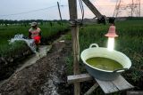 Petani menyiram tanaman bawang merah di dekat instalasi lampu perangkap hama di Rejoso, Nganjuk, Jawa Timur, Rabu (15/10/2025). Sejumlah petani bawang merah di kawasan itu memasang lampu perangkap dengan energi listrik PLN guna menangkal hama seperti kupu-kupu, wereng, dan keper sekaligus mengurangi pemakaian pestisida. Antara Jatim/Muhammad Mada/um