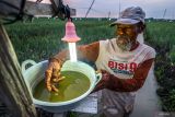 Petani memeriksa instalasi lampu perangkap hama di Rejoso, Nganjuk, Jawa Timur, Rabu (15/10/2025). Sejumlah petani bawang merah di kawasan itu memasang lampu perangkap dengan energi listrik PLN guna menangkal hama seperti kupu-kupu, wereng, dan keper sekaligus mengurangi pemakaian pestisida. Antara Jatim/Muhammad Mada/um