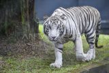 Seekor harimau Benggala (Panthera tigris tigris) jantan bernama Aden Jelatang berjalan di sekitar rumpun bambu dalam kandang Taman Rimbo Zoo saat resmi diperkenalkan untuk umum di Jambi, Rabu (15/10/2025). Taman Rimbo Zoo bersama Pemprov Jambi memperkenalkan kehadiran dua penghuni baru kebun binatang satu-satunya di Provinsi Jambi itu kepada masyarakat pada hari ini, yakni seekor harimau Benggala berumur 2 tahun yang didatangkan dari Lembang Park and Zoo dan seekor singa putih Afrika (Panthera leo krugeri) jantan bernama Mara Pijoan berumur 4 tahun dari Faunaland Ancol. ANTARA FOTO/Wahdi Septiawan/bar