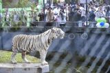 Sejumlah pengunjung menyaksikan seekor harimau Benggala (Panthera tigris tigris) jantan bernama Aden Jelatang di dalam kandang Taman Rimbo Zoo saat resmi diperkenalkan untuk umum di Jambi, Rabu (15/10/2025). Taman Rimbo Zoo bersama Pemprov Jambi memperkenalkan kehadiran dua penghuni baru kebun binatang satu-satunya di Provinsi Jambi itu kepada masyarakat pada hari ini, yakni seekor harimau Benggala berumur 2 tahun yang didatangkan dari Lembang Park and Zoo dan seekor singa putih Afrika (Panthera leo krugeri) jantan bernama Mara Pijoan berumur 4 tahun dari Faunaland Ancol. ANTARA FOTO/Wahdi Septiawan/bar
