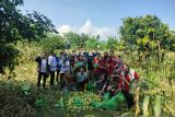 Bapas Palu panen Jagung Pulut, dukung program ketahanan pangan Nasional