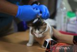 Dokter hewan menyuntikkan vaksin kepada kucing saat berlangsung vaksinasi rabies gratis di Laboratorium Balai Karantina Aceh, Banda Aceh, Kamis (16/10/2025). Balai Karantina Hewan, Ikan  dan Tumbuhan provinsi Aceh memberikan layanan vaksinasi rabies gratis untuk kucing dan anjing guna pencegahan dan penyebaran penyakit Rabies di daerah itu dalam rangkaian kegiatan sosial memperingati HUT ke-148 Karantina Indonesia. ANTARA FOTO/Ampelsa.