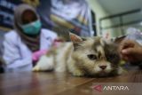 Dokter hewan mengukur suhu tubuh kucing  saat berlangsung vaksinasi rabies gratis di Laboratorium Balai Karantina Aceh, Banda Aceh, Kamis (16/10/2025). Balai Karantina Hewan, Ikan  dan Tumbuhan provinsi Aceh memberikan layanan vaksinasi rabies gratis untuk kucing dan anjing guna pencegahan dan penyebaran penyakit Rabies di daerah itu dalam rangkaian kegiatan sosial memperingati HUT ke-148 Karantina Indonesia. ANTARA FOTO/Ampelsa.
