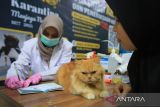 Dokter hewan mencatat hasil pemeriksaan suhu badan kucing saat berlangsung vaksinasi rabies gratis di Laboratorium Balai Karantina Aceh, Banda Aceh, Kamis (16/10/2025). Balai Karantina Hewan, Ikan  dan Tumbuhan provinsi Aceh memberikan layanan vaksinasi rabies gratis untuk kucing dan anjing guna pencegahan dan penyebaran penyakit Rabies di daerah itu dalam rangkaian kegiatan sosial memperingati HUT ke-148 Karantina Indonesia. ANTARA FOTO/Ampelsa.