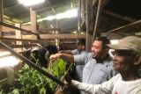 Kambing Etawa jadi harapan baru ekonomi warga Kampung Padayo