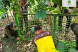 Sering masuk kebun warga, BKSDA Bengkulu pasang perangkap beruang