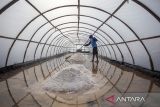 Pekerja memanen garam yang menggunakan teknologi tunnel geomembrane milik Koperasi Produsen Garam Inti Rakyat di Desa Kalianyar, Kecamatan Krangkeng, Kabupaten Indramayu, Jawa Barat, Minggu (19/10/2025). Kementerian Kelautan dan Perikanan (KKP) merancang modeling ekstensifikasi dan intensifikasi kawasan tambak garam di lima lokasi dengan lahan seluas 2.000 hektar untuk mewujudkan swasembada garam pada 2027 dan menciptakan penyerapan tenaga kerja sebanyak 6.000 orang. ANTARA FOTO/Dedhez Anggara/agr