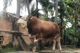 Sumsel larang keras potong sapi betina produktif