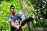 Seorang pengrajin bambu rafting menebas batang bambu di kawasan hutan Loksado, Kabupaten Hulu Sungai Selatan, Kalimantan Selatan, Senin (20/10/2025). Aktivitas tersebut merupakan bagian dari proses tradisional pembuatan rakit bambu yang digunakan dalam atraksi wisata bambu rafting menyusuri Sungai Amandit. Pemerintah daerah bersama komunitas adat Dayak terus mengembangkan potensi ekowisata berbasis kearifan lokal, seiring promosi Geopark Meratus sebagai UNESCO Global Geopark (UGGp). ANTARA/Abdul Hakim