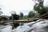 Seorang pengrajin bambu rafting merakit rakit bambu di tepian Sungai Amandit, kawasan wisata Loksado, Kabupaten Hulu Sungai Selatan, Kalimantan Selatan, Senin (20/10/2025). Rakit bambu tersebut digunakan dalam atraksi wisata bambu rafting yang menjadi daya tarik utama kawasan Geopark Meratus. Pemerintah daerah bersama komunitas adat Dayak terus mengembangkan potensi ekowisata berbasis kearifan lokal, seiring promosi Geopark Meratus sebagai UNESCO Global Geopark (UGGp). ANTARA/Abdul Hakim