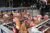 Pemerintah memastikan harga ayam ras dan cabai masih stabil di bawah HET