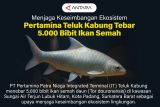 Menjaga keseimbangan ekosistem lingkungan Pertamina Teluk Kabung tebar 5.000 bibit ikan semah