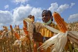 Tajuk ANTARA NTB - NTB dan masa depan di balik gudang jagung