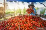 Warga binaan Lapas Lombok Barat panen cabai merah seberat 1 ton
