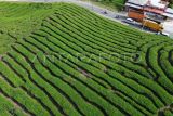 Kawasan wisata kebun teh di kaki Gunung Talang