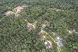 Foto udara kawasan Trans Sosial Suku Batin Sembilan di Muaro Singoan, Batang Hari, Jambi, Rabu (22/10/2025). Kawasan Trans Sosial yang dibangun pemerintah pada tahun 1999 untuk menyediakan ruang hidup bagi warga Suku Batin Sembilan di tengah-tengah hutan lebat Sumatera tersebut kini berubah menjadi kawasan perkebunan kelapa sawit milik perorangan dan beberapa perusahaan. ANTARA FOTO/Wahdi Septiawan/rwa.