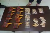 BC Batam cegah penjualan paruh burung Rangkong & taring Beruang tujuan Hongkong
