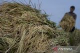 Petani membawa padi hasil panen di area persawahan Sukadiri, Kabupaten Tangerang, Banten, Sabtu (25/10/2025). Menteri Pertanian Amran Sulaiman mengatakan selama satu tahun pemerintahan Presiden Prabowo Subianto sektor pertanian menyumbang Produk Domestik Bruto (PDB) nasional sebesar 13,83 persen atau tertinggi dibandingkan sektor lainnya. ANTARA FOTO/Putra M. Akbar/gp