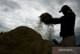 Petani membawa padi hasil panen di area persawahan Sukadiri, Kabupaten Tangerang, Banten, Sabtu (25/10/2025). Menteri Pertanian Amran Sulaiman mengatakan selama satu tahun pemerintahan Presiden Prabowo Subianto sektor pertanian menyumbang Produk Domestik Bruto (PDB) nasional sebesar 13,83 persen atau tertinggi dibandingkan sektor lainnya. ANTARA FOTO/Putra M. Akbar/gp
