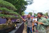 555 bonsai ramaikan pameran bonsai di Kudus