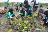 Sejumlah siswa bersama gurunya  menanam  bibit manggrove (Rhizophora mucronata) di kawasan pesisir desa Lampulo, Banda Aceh, Aceh, Sabtu (25/10/2025). Gerakan menanam seribu  bibit manggrove dengan semangat, 
